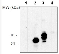 UBQ11 | Ubiquitin protein (positive control) in the group Plant/Algal Antibodies / Developmental Biology / Signal transduction at Agrisera AB (Antibodies for research) (AS10 307S)